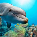 Group logo of Healthy Oceans